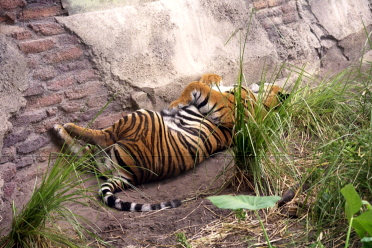 [08-tiger-sleep.jpg]