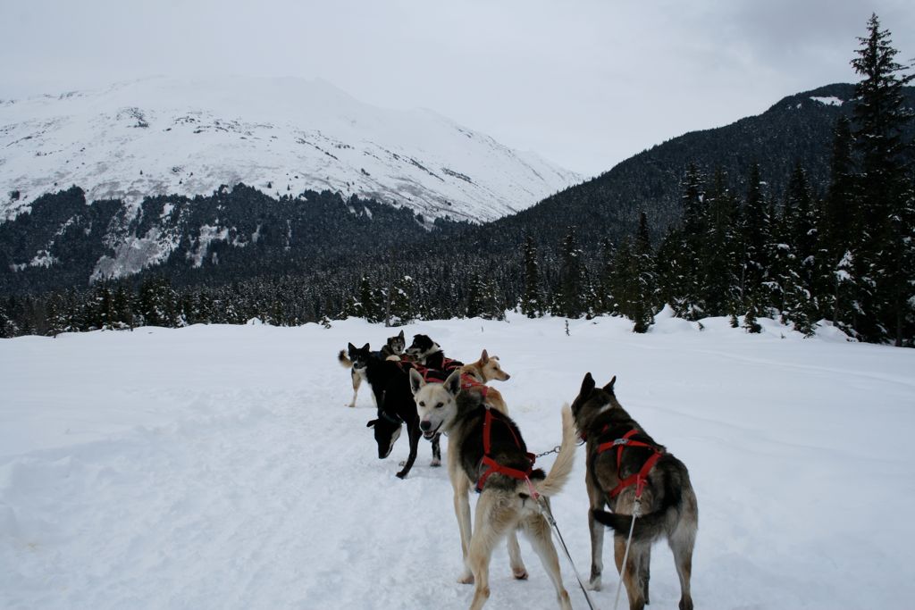 Dogs ready to go