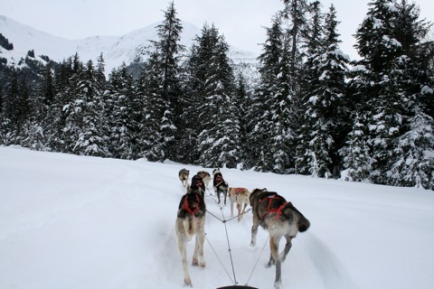 Dogs running