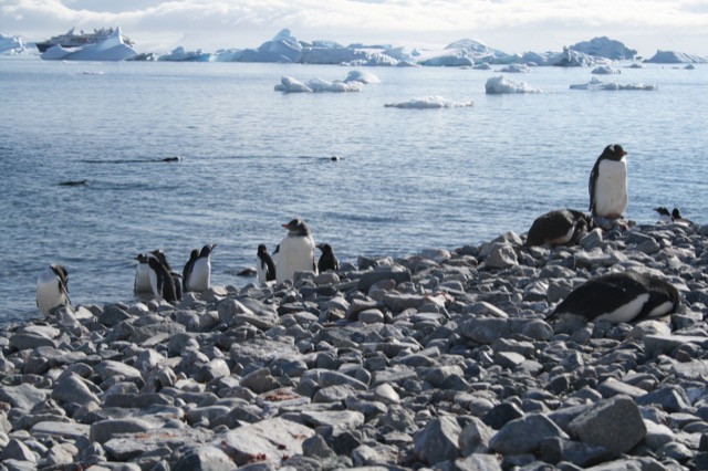 Gentoo penguins swimming at the beach