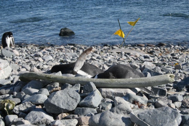 Sleeping penguins next to a whale bone