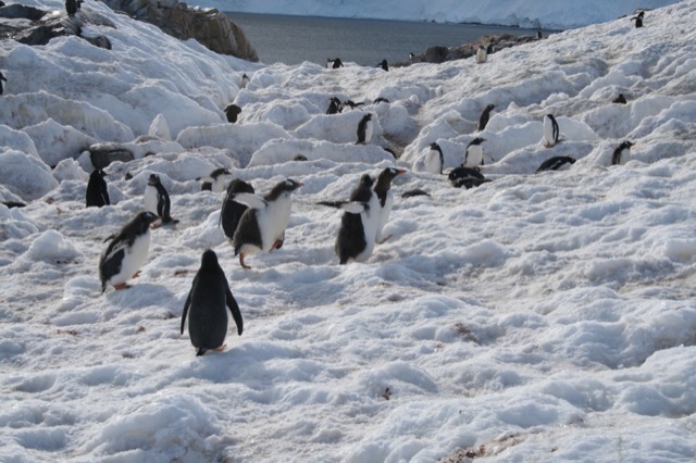 Gentoo Penguin colony