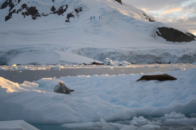 Crabeater Seals at sunset