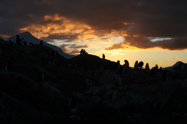 Penguins watching the sunset