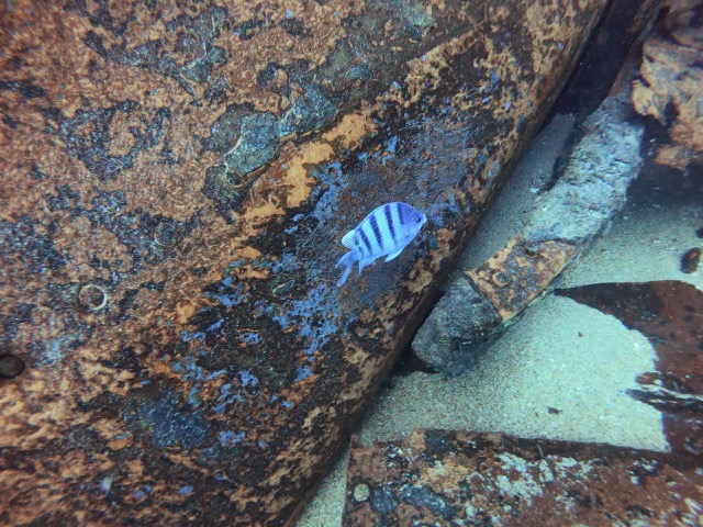 Rusted metal of the shipwreck with a blue fish