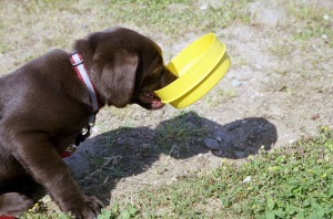 [07-puppy-bowl1.jpg]