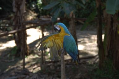 [32-macaw.jpg]