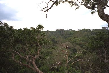 [49-rainforest1.jpg]